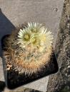 Stenocactus albatus